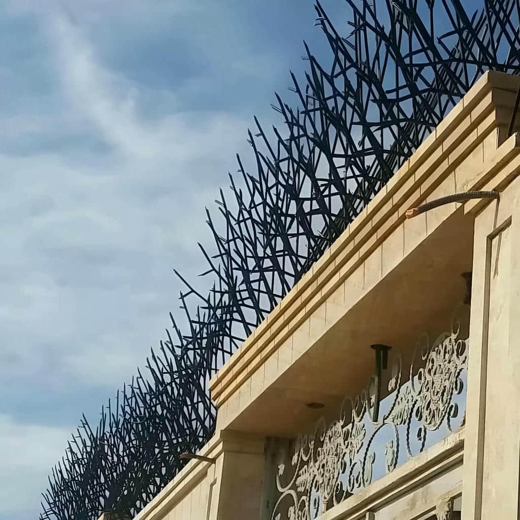 حفاظ شاخ گوزنی در اراک
