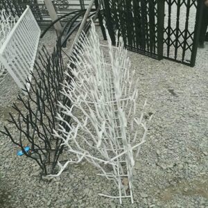 حفاظ شاخ گوزنی در فردیس کرج