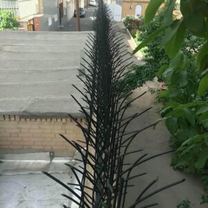 حفاظ شاخ گوزنی در کاشان