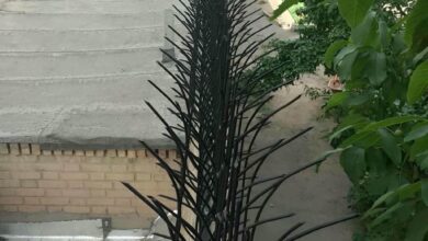 حفاظ شاخ گوزنی در کاشان