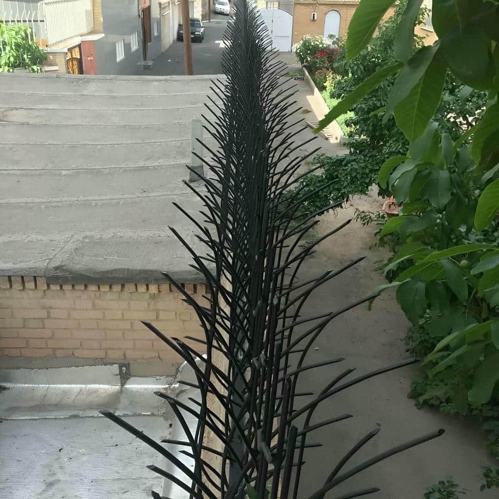 حفاظ شاخ گوزنی در کاشان