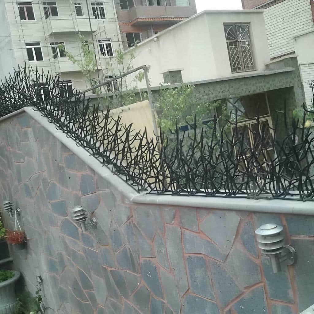 حفاظ شاخ گوزنی در ایلام