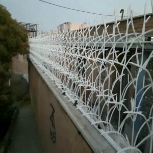 حفاظ شاخ گوزنی در گرگان