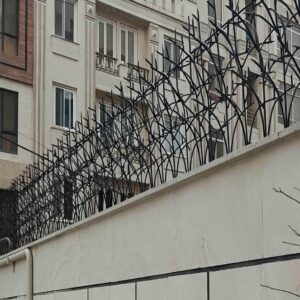 حفاظ شاخ گوزنی در اشتهارد