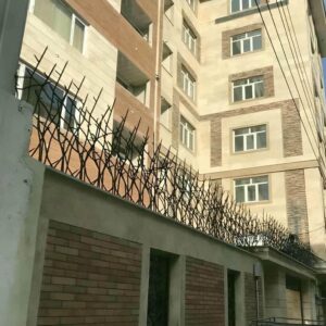 حفاظ شاخ گوزنی در بندر انزلی