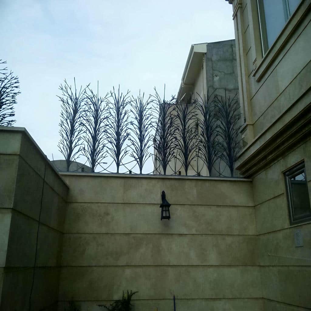 حفاظ شاخ گوزنی در هشتگرد
