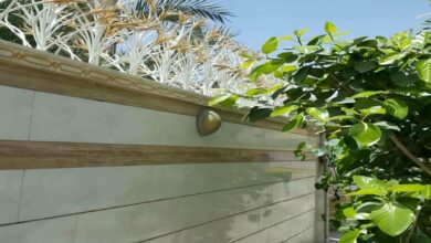 حفاظ شاخ گوزنی در بندر دیلم