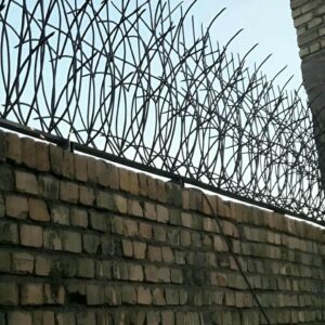 حفاظ شاخ گوزنی در تبریز
