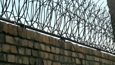 حفاظ شاخ گوزنی در تبریز