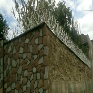 حفاظ شاخ گوزنی در بابل