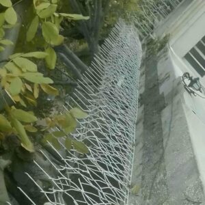 حفاظ شاخ گوزنی در استان مازندران