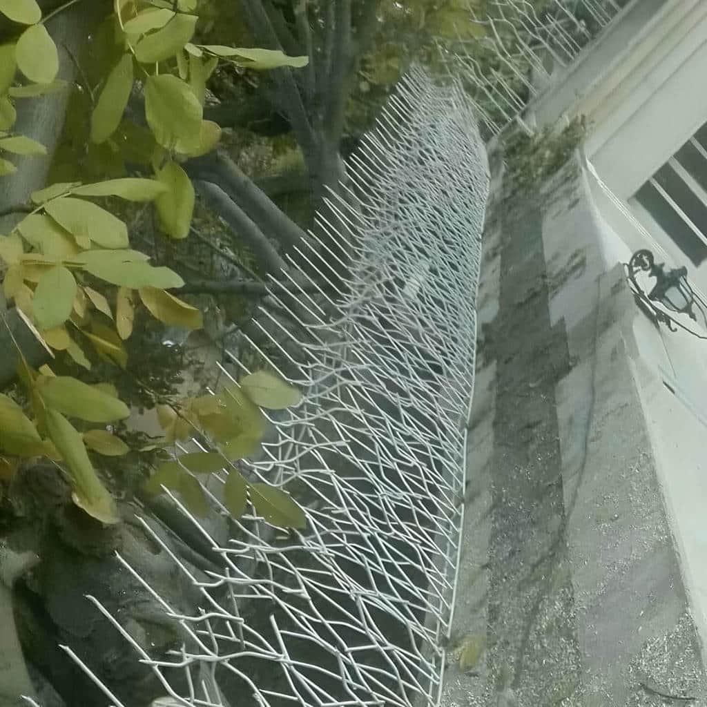 حفاظ شاخ گوزنی در استان مازندران