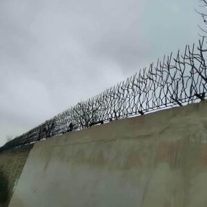 حفاظ شاخ گوزنی در گنبدکاووس