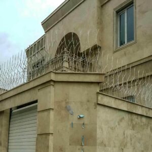حفاظ شاخ گوزنی در سیرجان