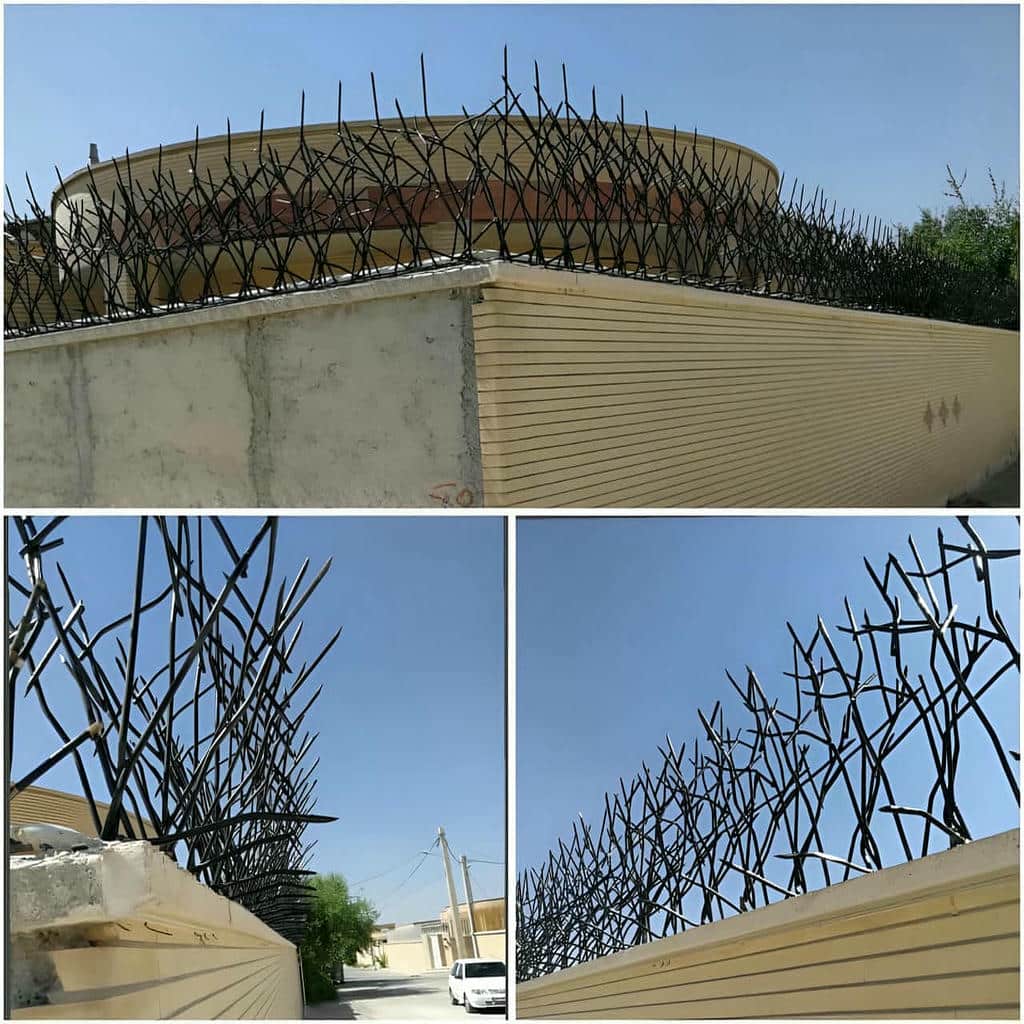 حفاظ شاخ گوزنی در اردبیل