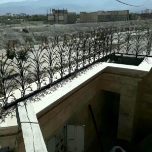 حفاظ شاخ گوزنی در نوشهر
