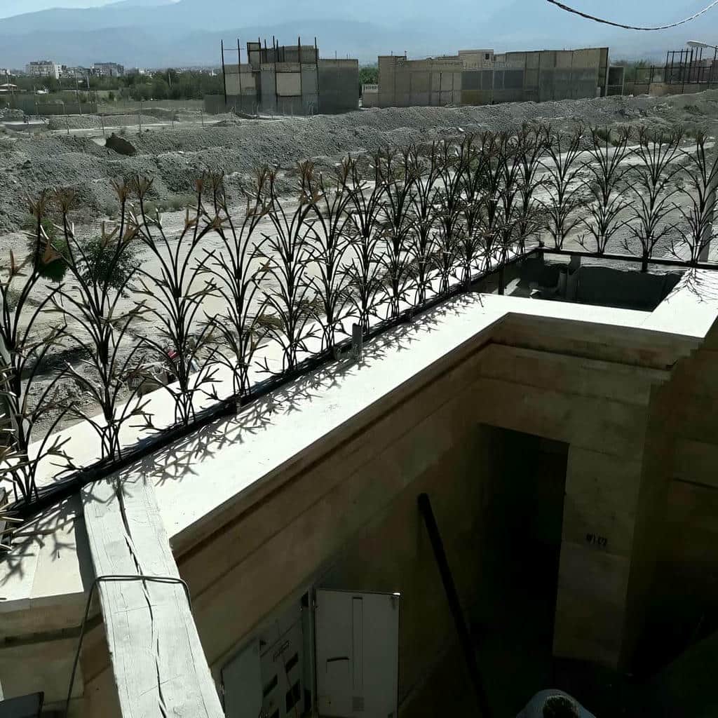 حفاظ شاخ گوزنی در نوشهر