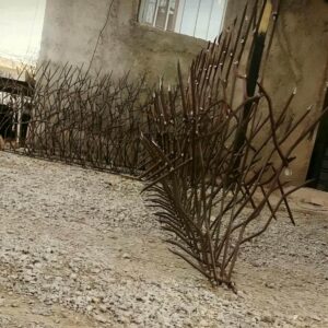 حفاظ شاخ گوزنی در بندرعباس