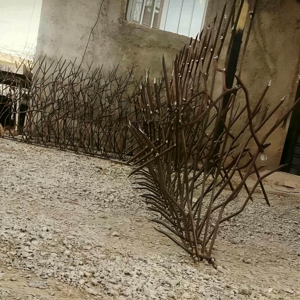 حفاظ شاخ گوزنی در بندرعباس