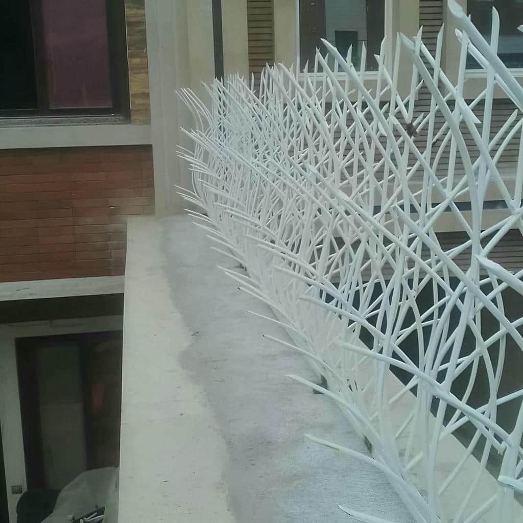 حفاظ شاخ گوزنی در محمودآباد