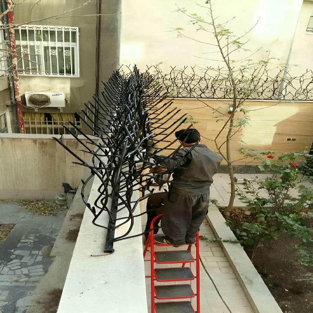 حفاظ شاخ گوزنی در ایرانشهر
