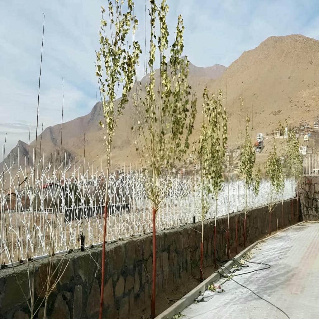 فروش حفاظ شاخ گوزنی شاخه درهم در استان خوزستان