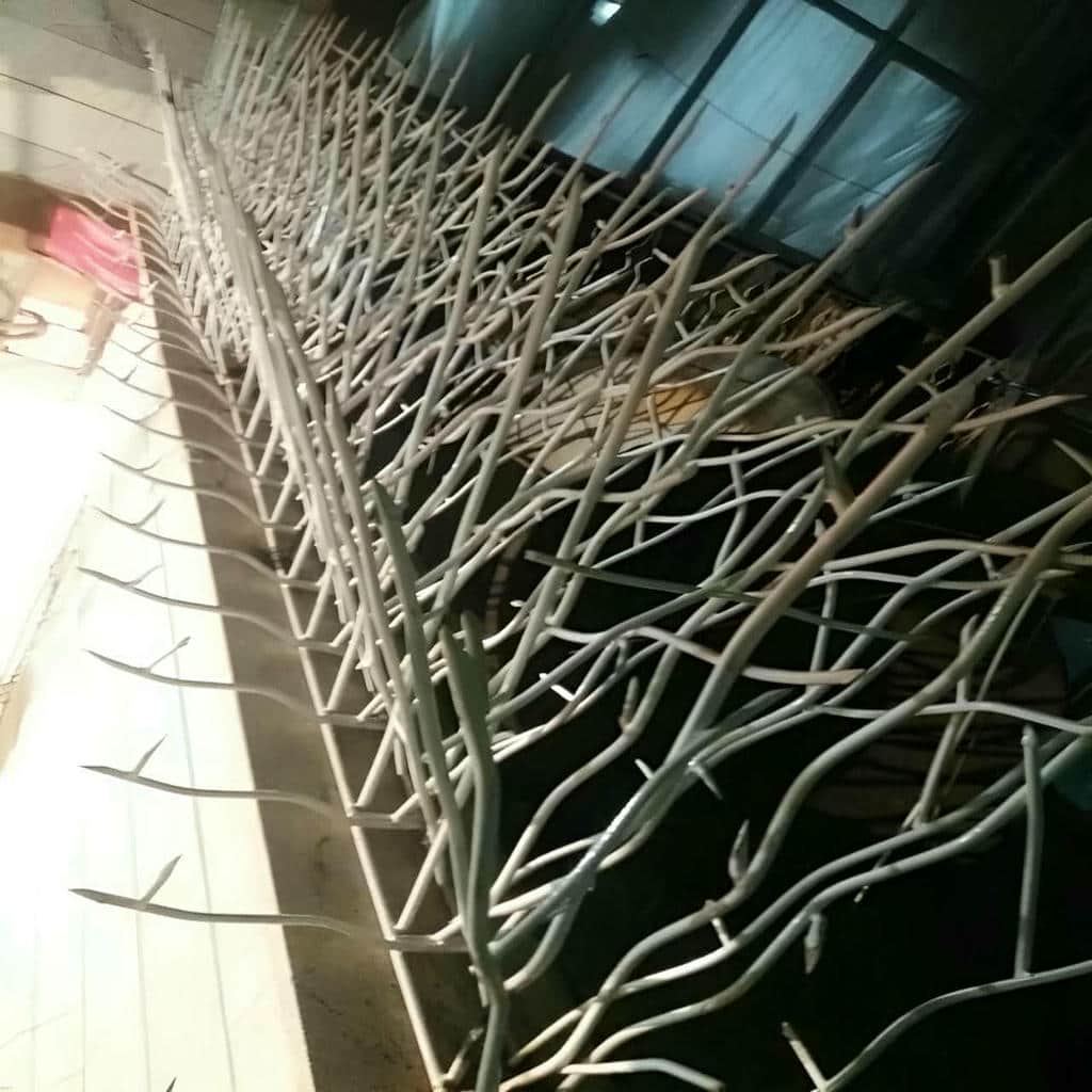 حفاظ شاخ گوزنی در بندر بوشهر