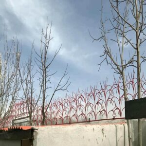حفاظ شاخ گوزنی در بیرجند