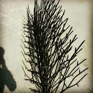 حفاظ شاخ گوزنی در اندیشه