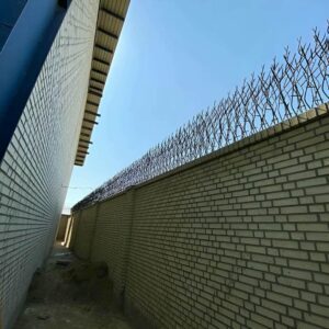 حفاظ شاخ گوزنی در نظرآباد