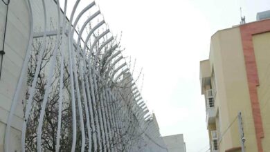 حفاظ دیوار مشکی در سمنان با شاخه های منظم